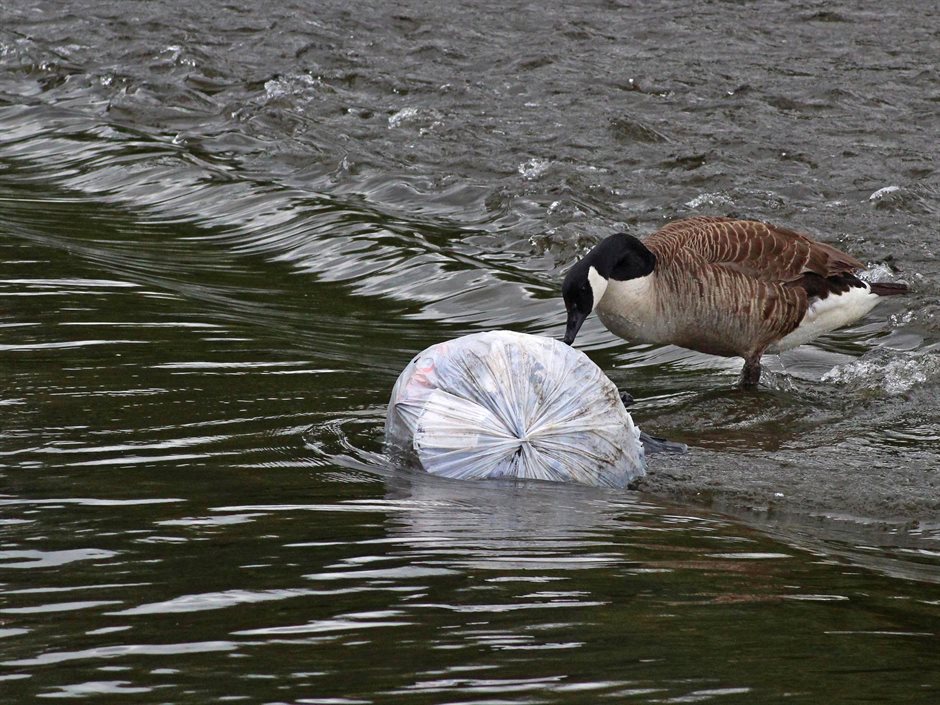 Gans pikt aan een witte plastic zak met afval die in het water drijft.