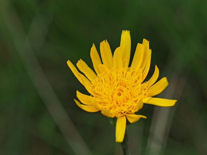 Gele bloem van de kleine schorseneer van bovenaf gefotografeerd