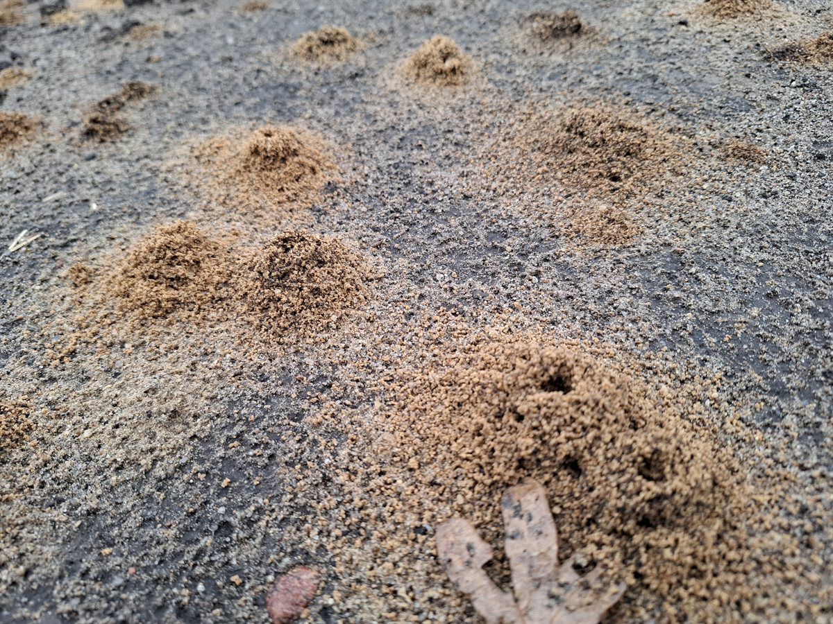 gaatjes in de bodem van mieren