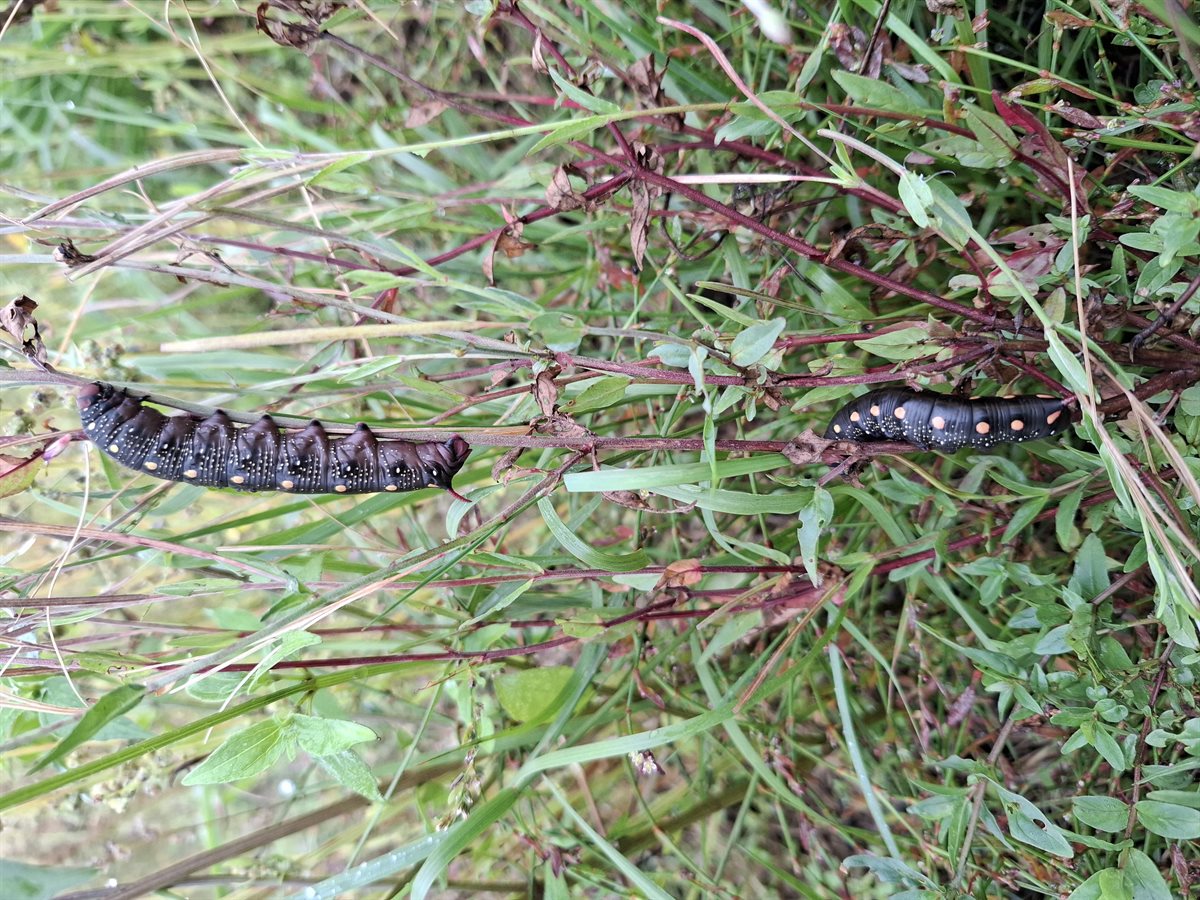 de walstropijlstaart rups van dichtbij