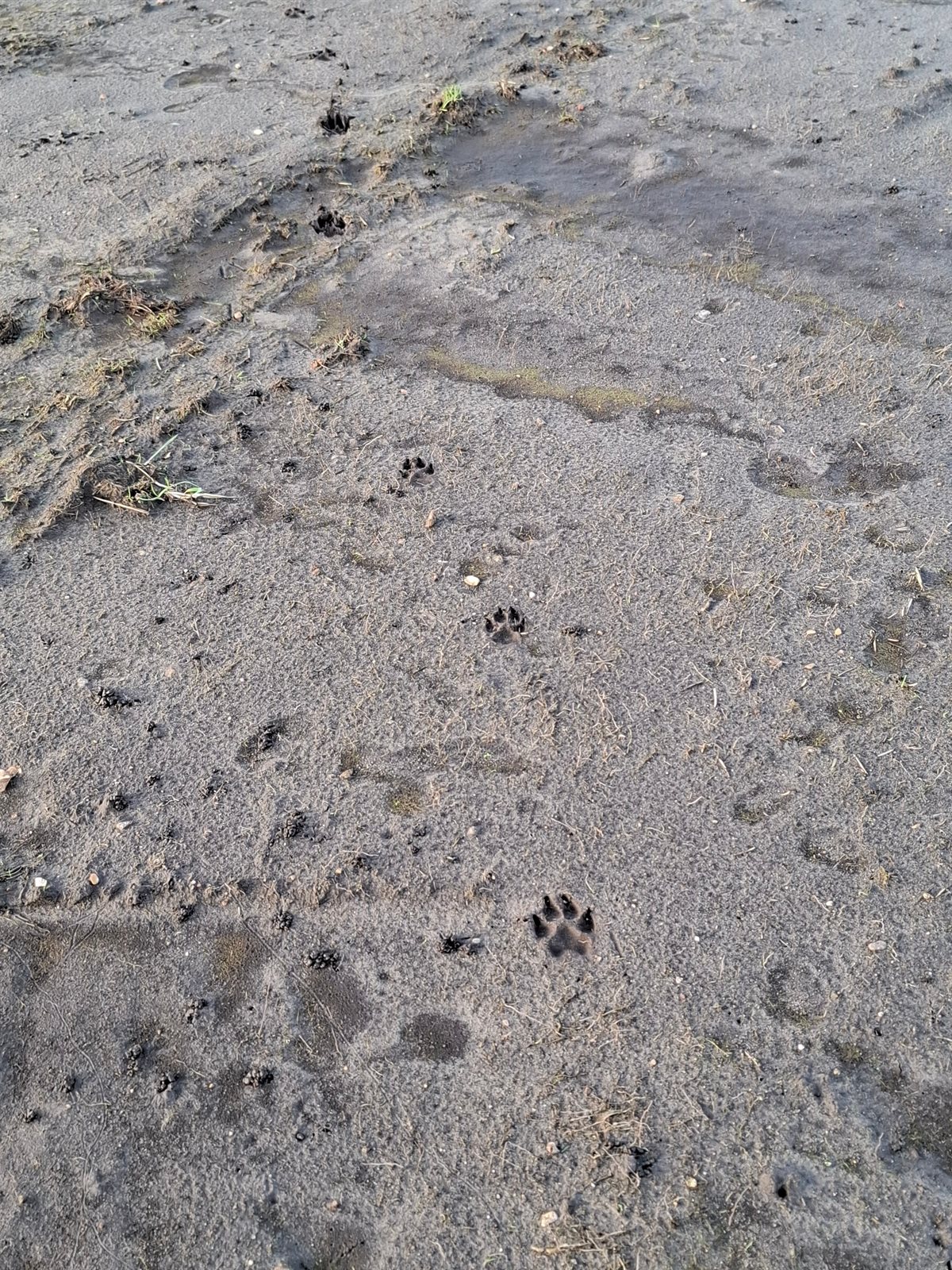 afdruk wolvenpootjes in de grond